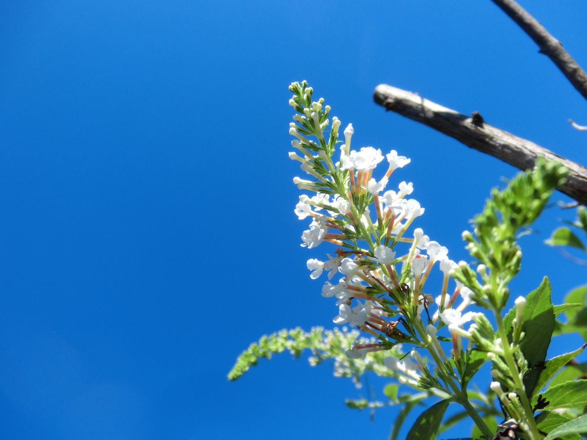 いろいろなお花たち