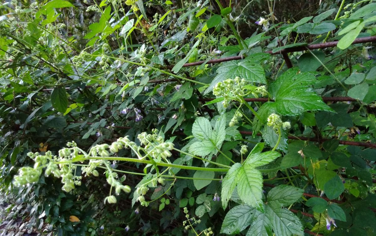 今日の植物