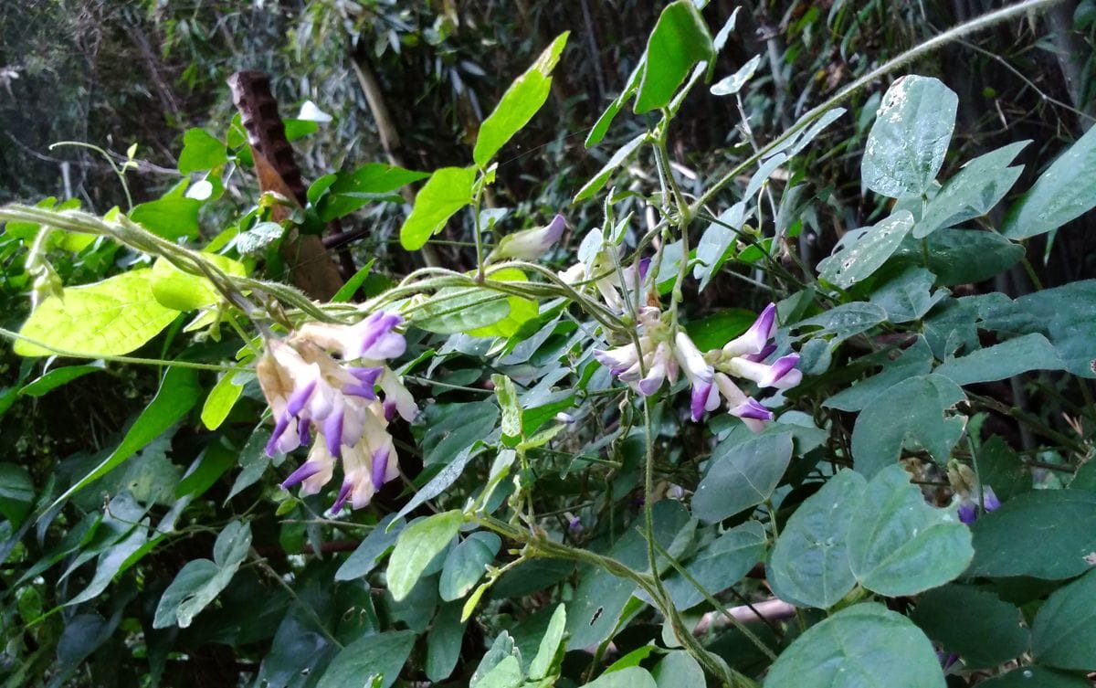 今日の植物