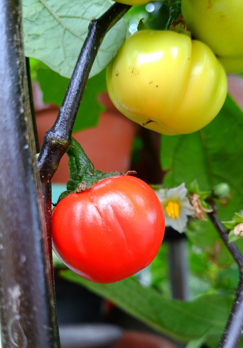 🍆飾り茄子🍆イロづく❕