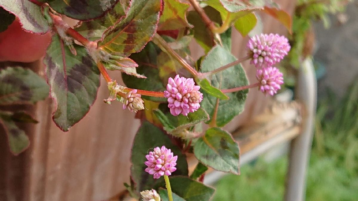 秋の花と山野草