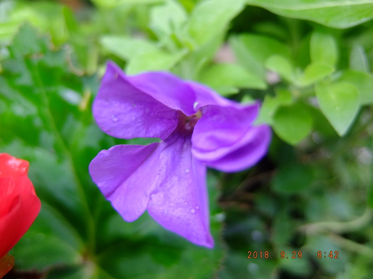 切戻しペチュニアの開花