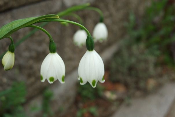 樹木の花