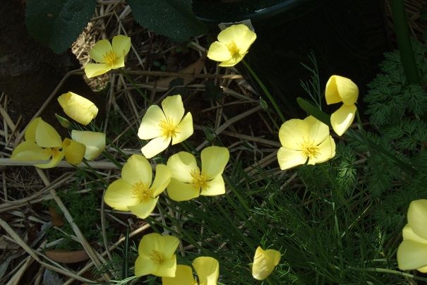 樹木の花