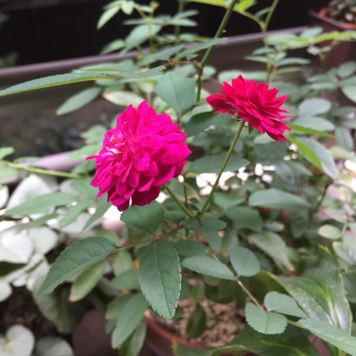 すっかり秋。そして台風。