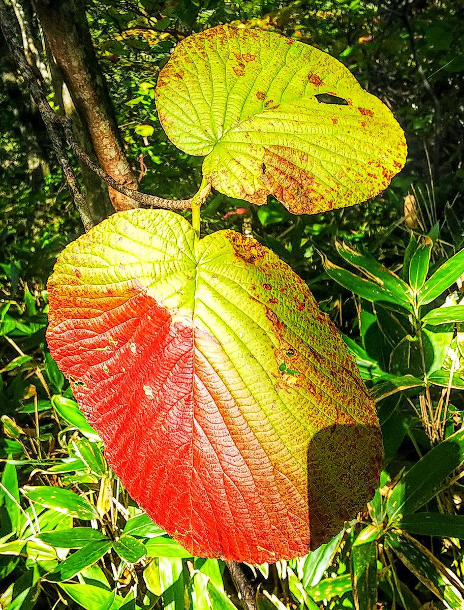 函館山の🍁秋色の葉っぱ🌿