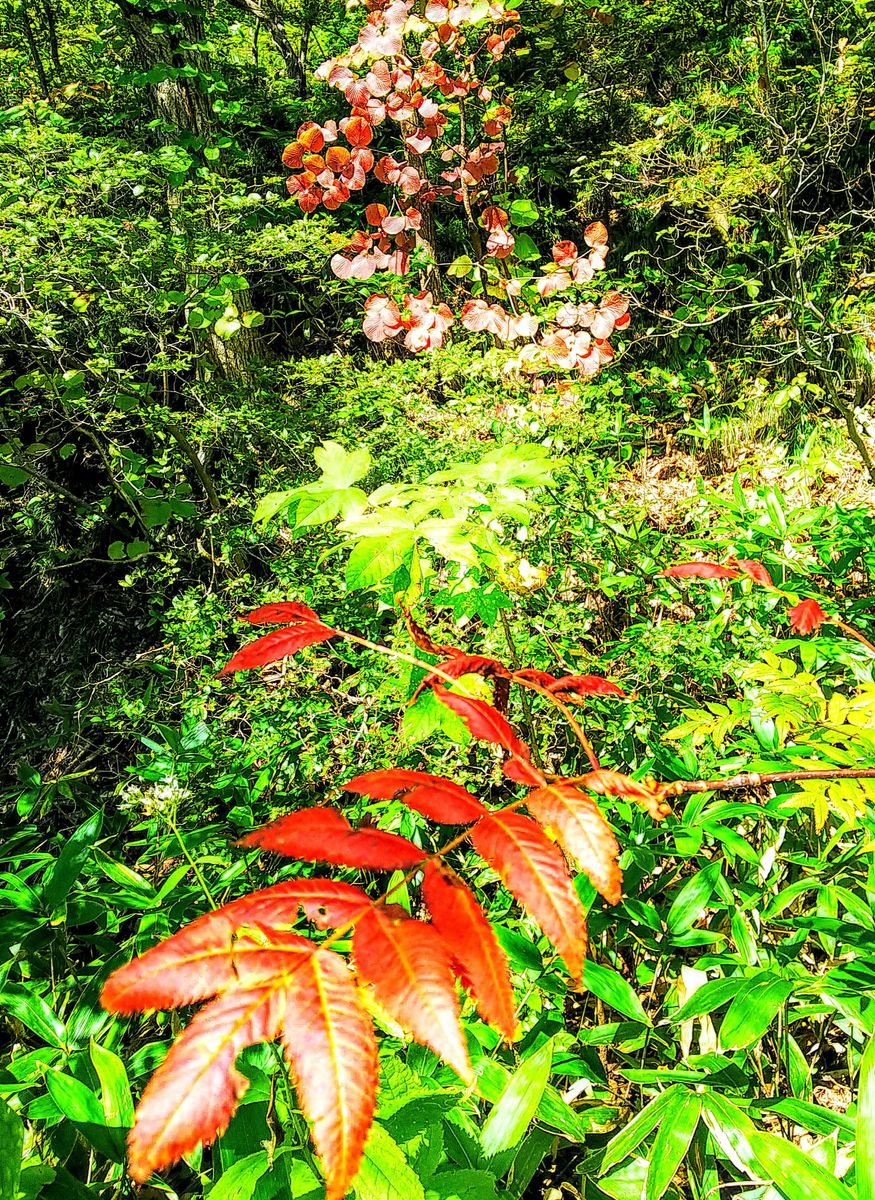 函館山の🍁秋色の葉っぱ🌿