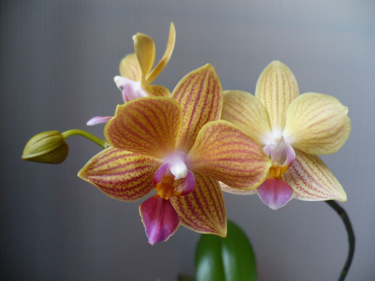 Phal.Chi Tueh Sun Prince