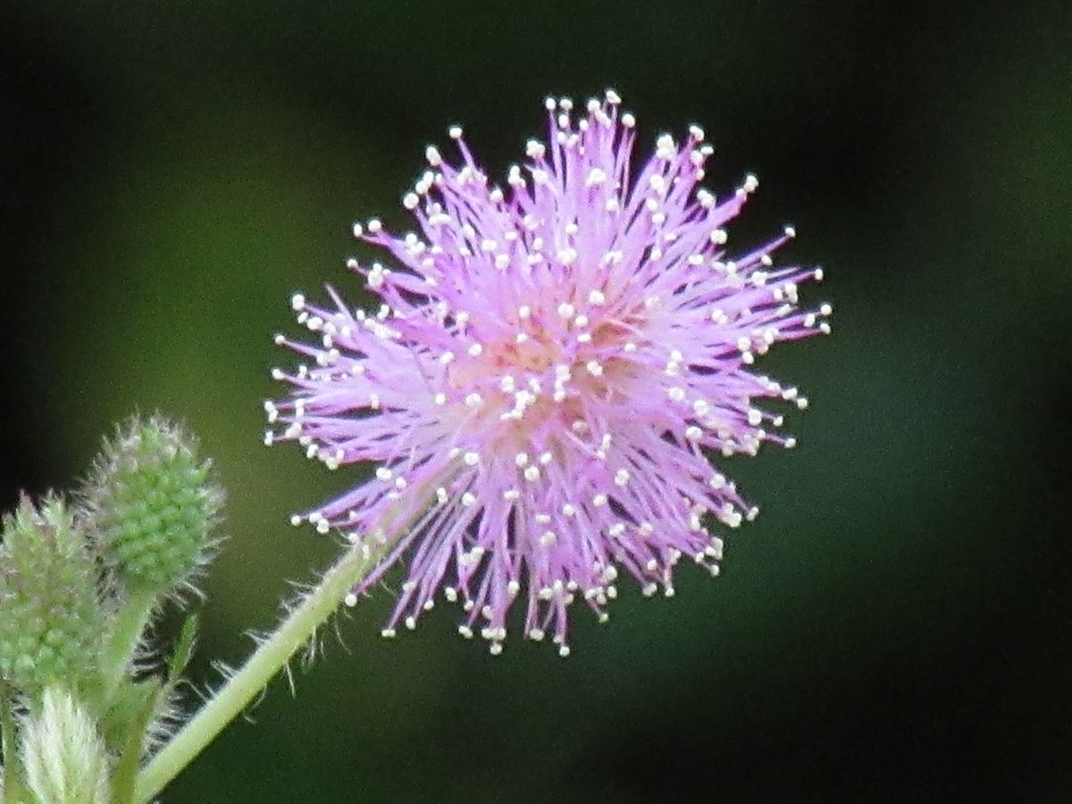 由愛(ゆめ)の花日記♪