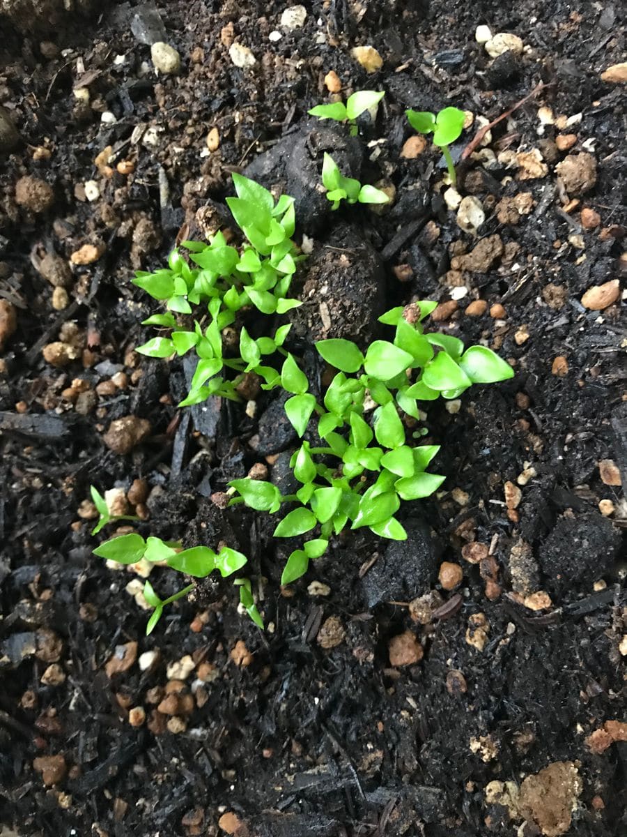 グアバ育成日記3 発芽から7日目 双葉が立派になってきました