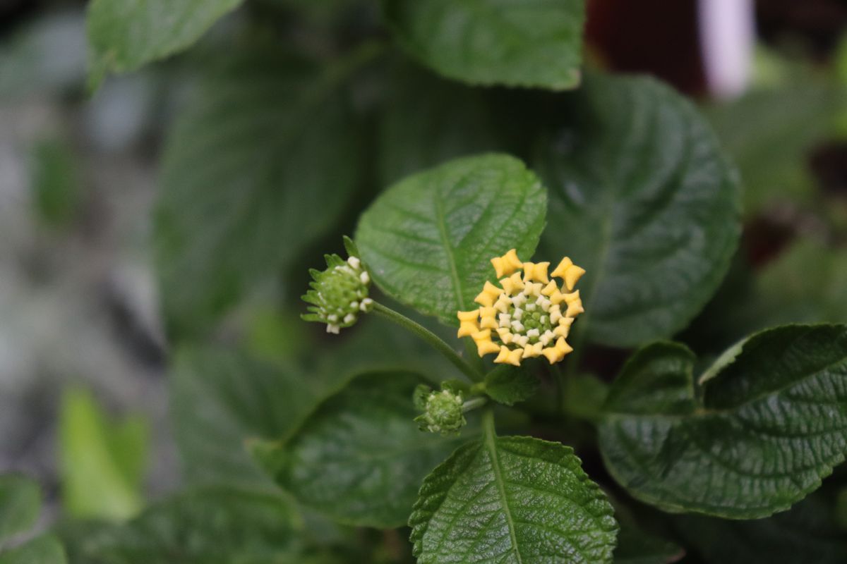 ランタナが開花しました