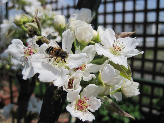 20世紀梨の花