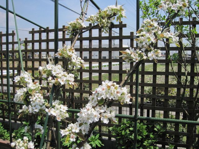 20世紀梨の花