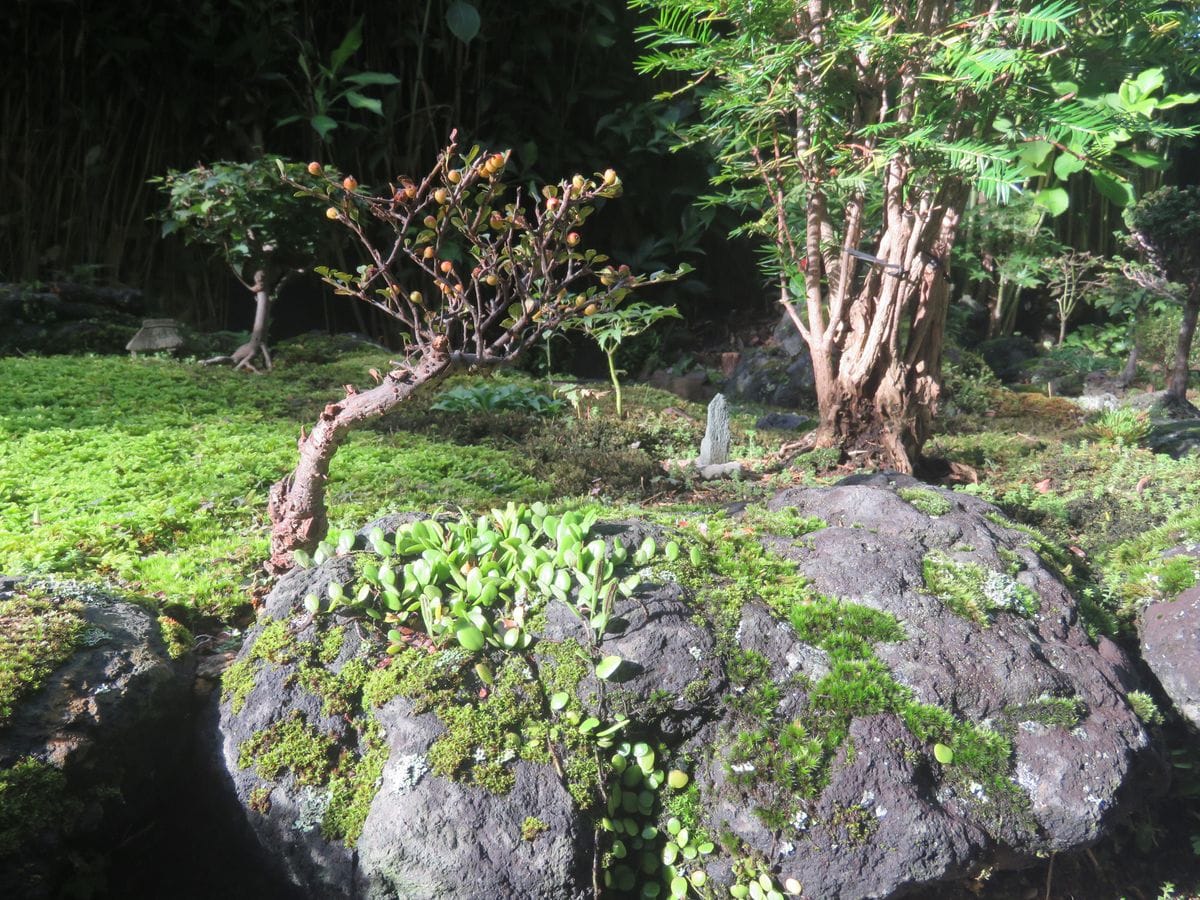 苔庭・ベニシタンに秋の気配