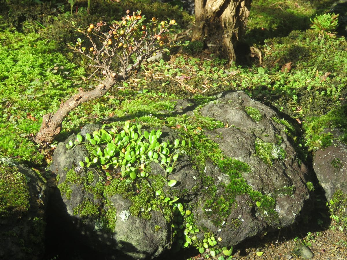 苔庭・ベニシタンに秋の気配