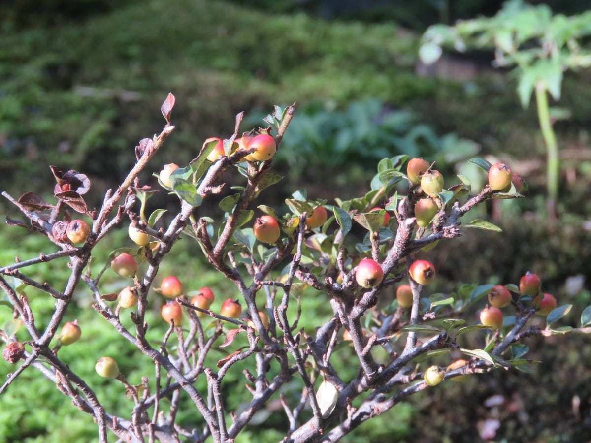 苔庭・ベニシタンに秋の気配