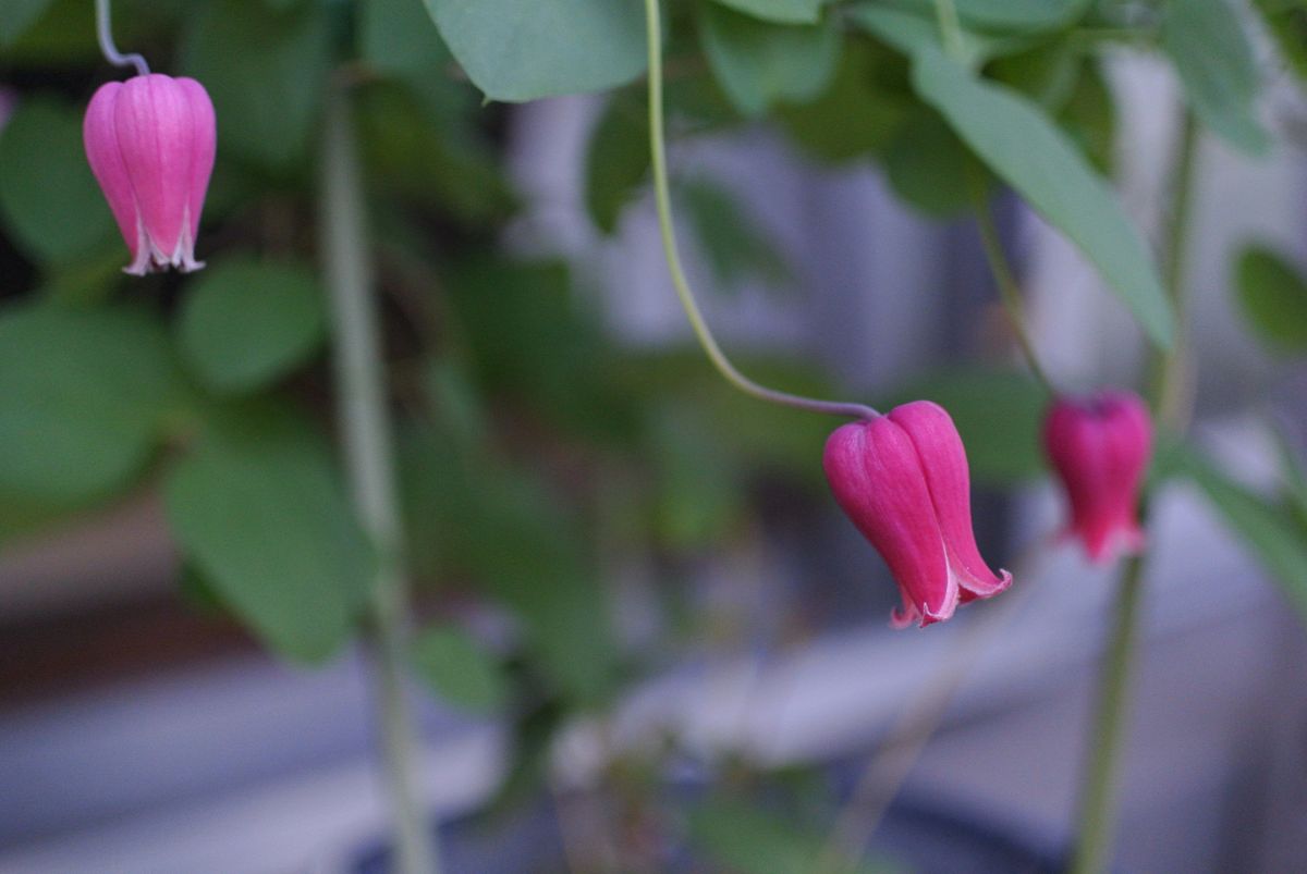 今日の花便り。(18/10/01) (^o^)