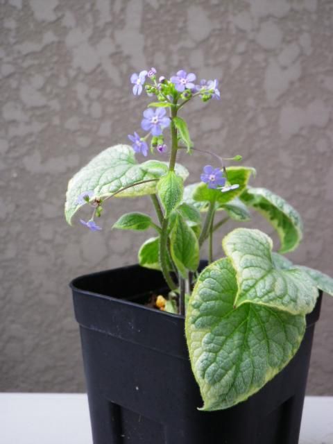 私の好きな花屋さん