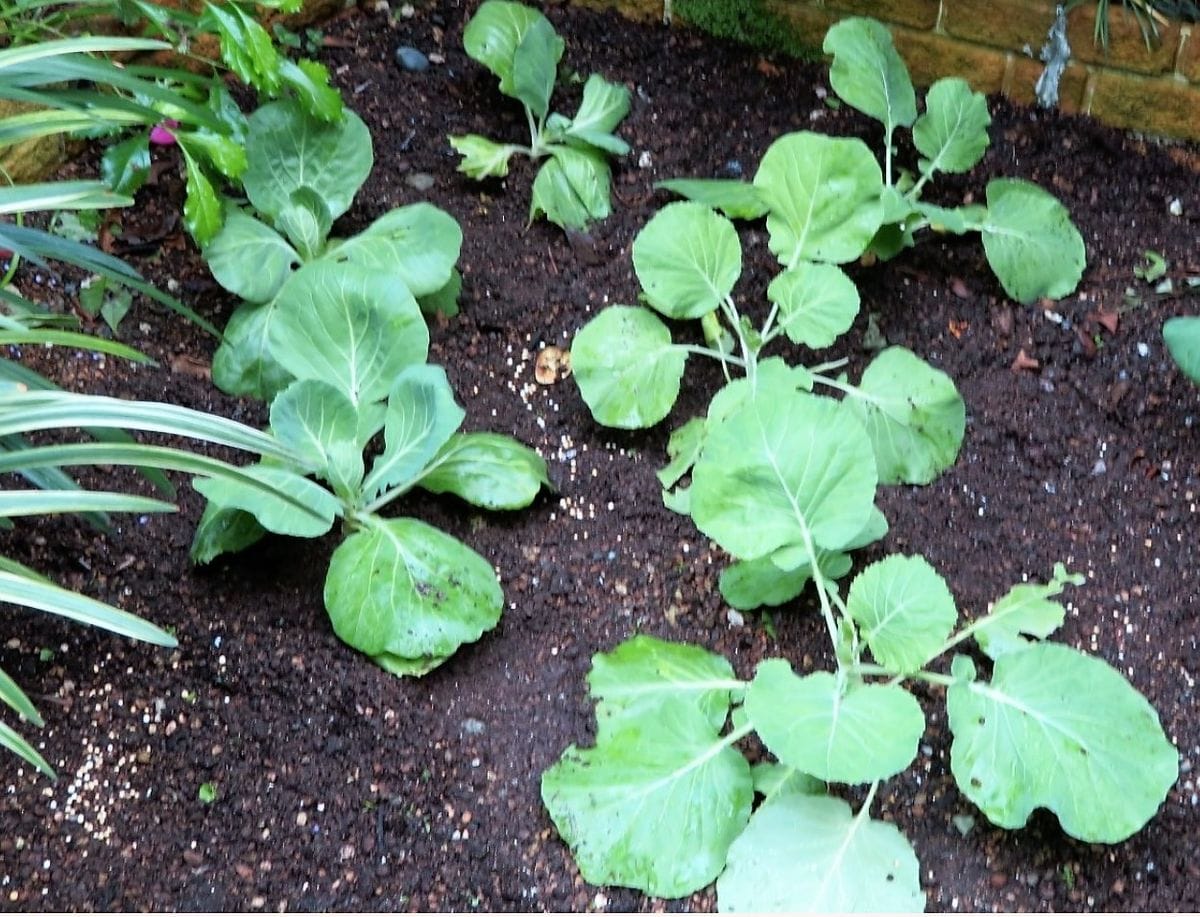 野菜に挑戦