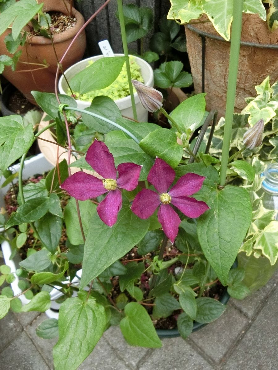 今日のお花達