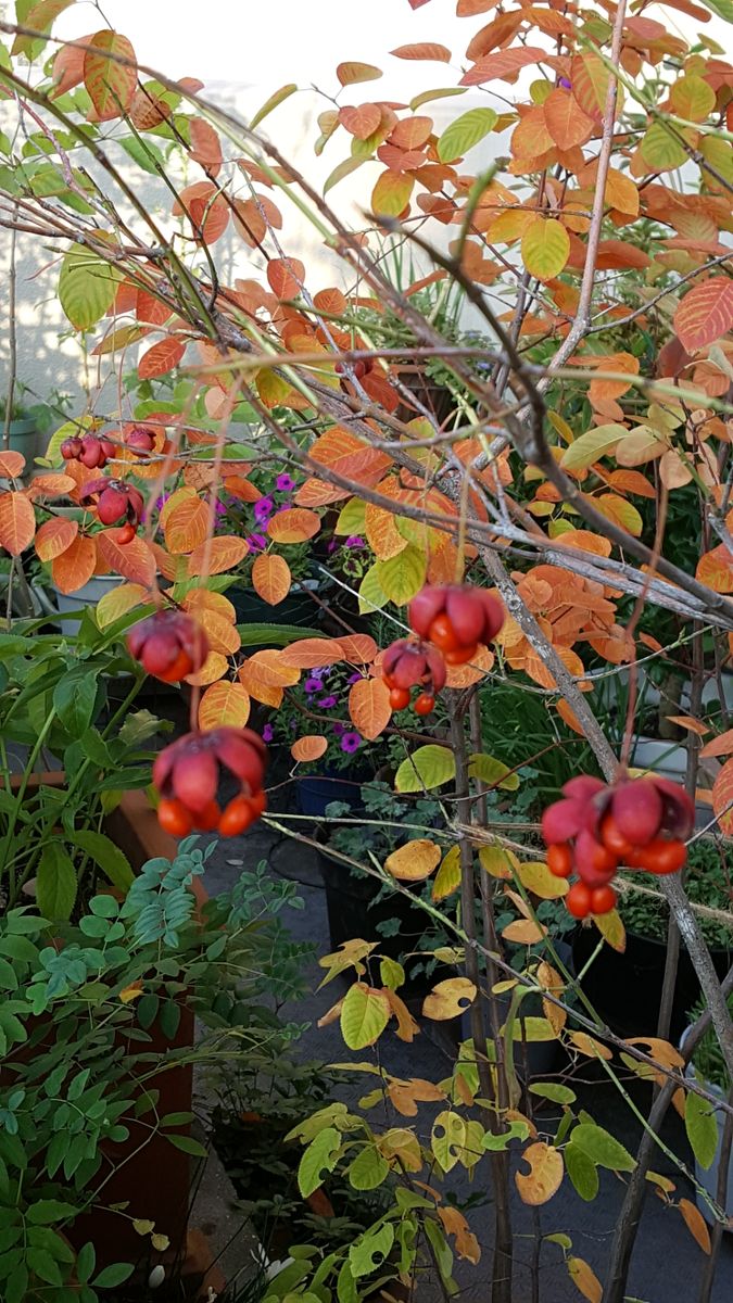 ふくおかルーバルガーデン2～秋の庭🍂便り❗紅葉が進んでます😃