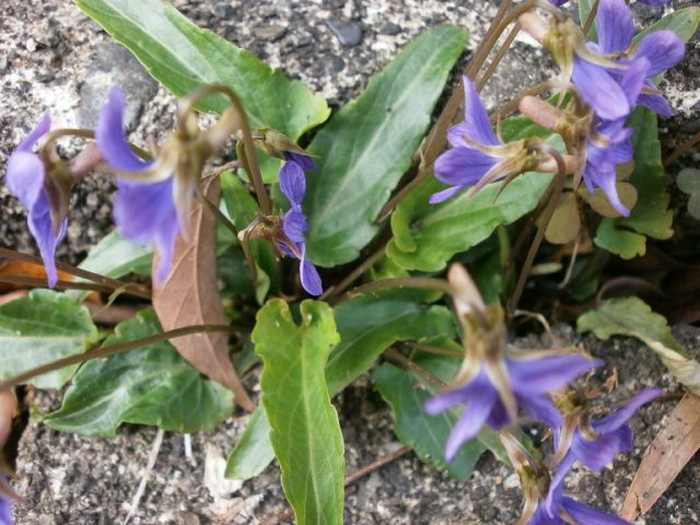 庭の花　エビネ・つるキキョウ・すみれ