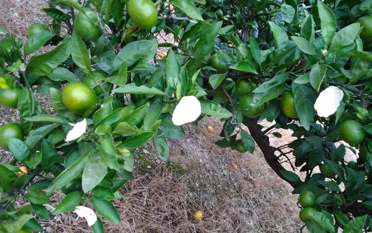 近所のミカン畑🍊