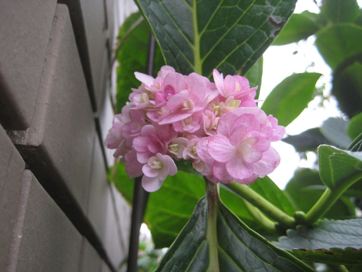 今頃、紫陽花