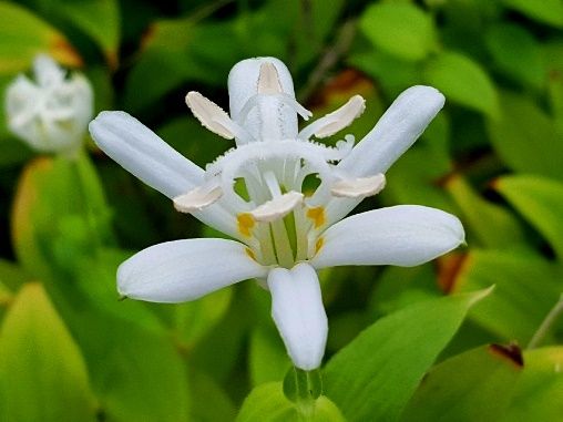 白花ホトトギス