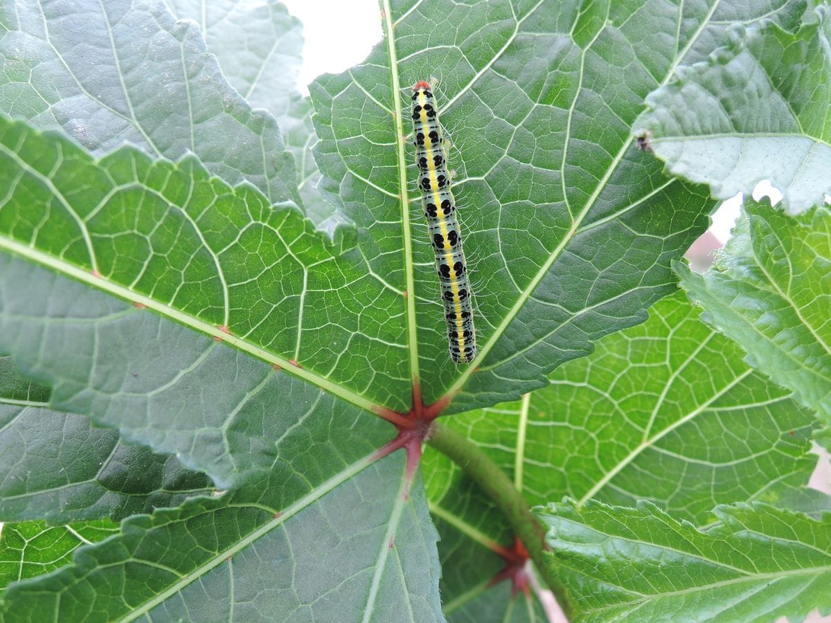 こ、これは、何の幼虫⁉（拡大注意）