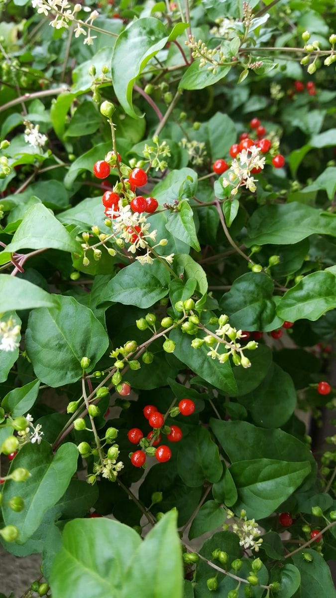 ふくおかルーバルガーデン2～秋の庭🍂便り❗台風🌀の襲来😱