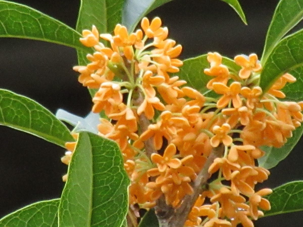 由愛(ゆめ)の花日記♪