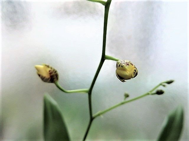 今日の花達👀