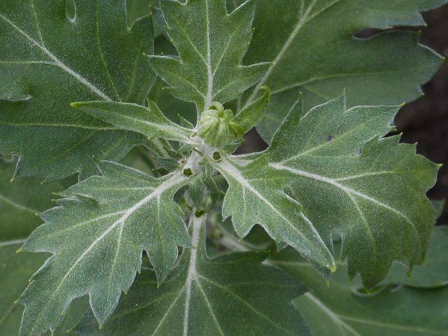 古典菊の摘蕾作業と生育状況①