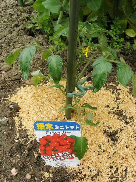トマト定植