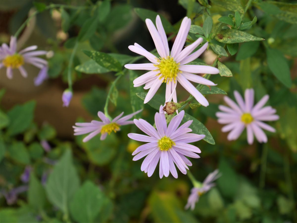 秋のお花たち