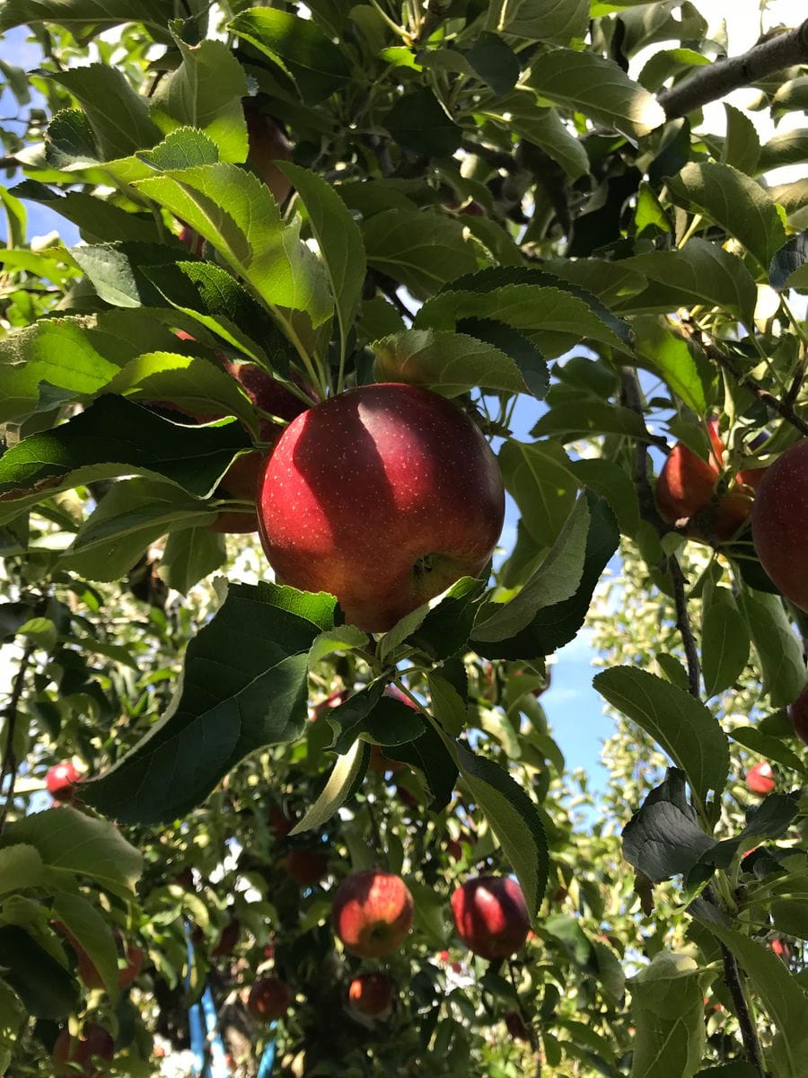 群馬県で、りんご狩り🍎〜