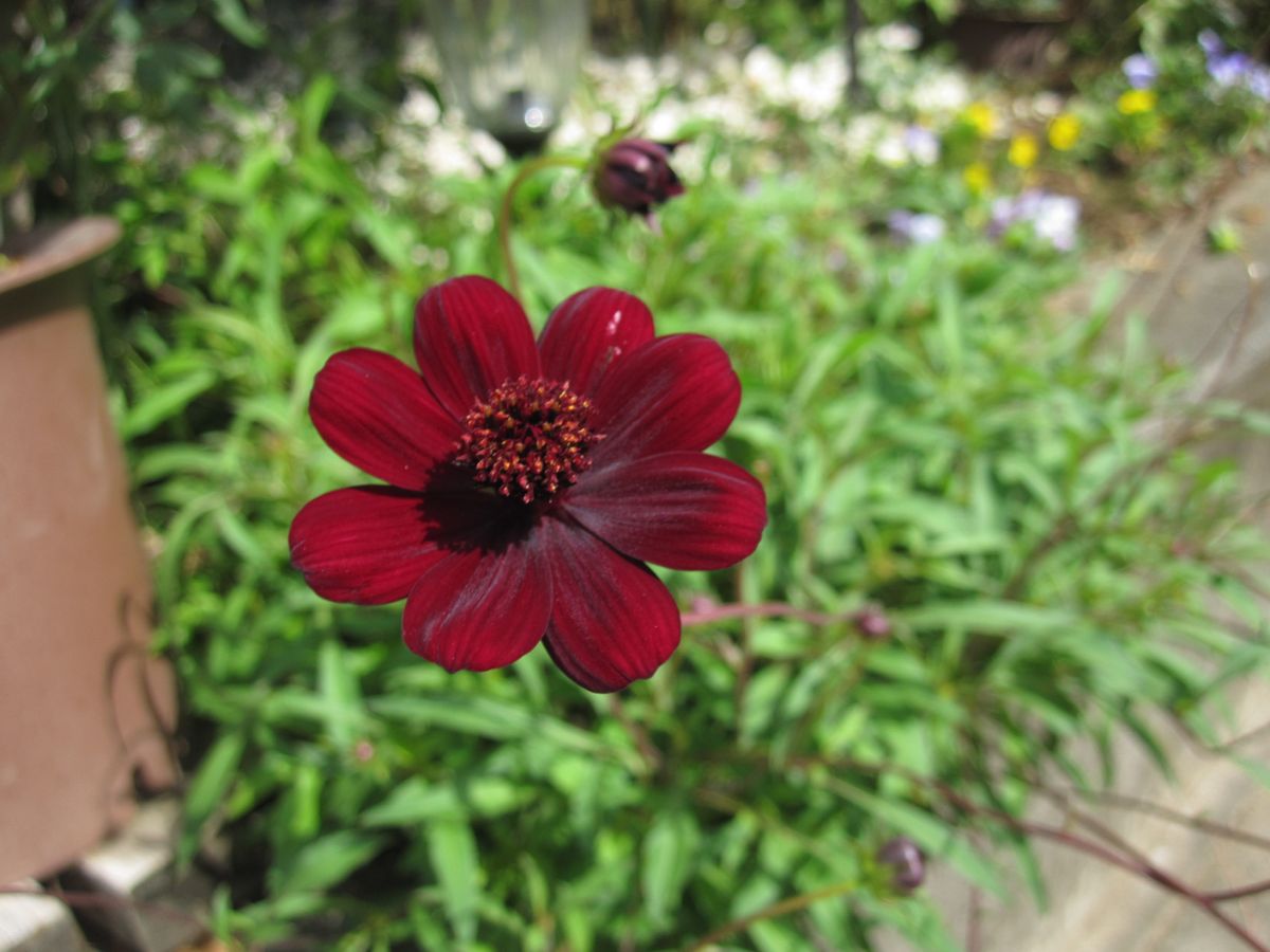 チョコレートコスモス、芙蓉、薔薇