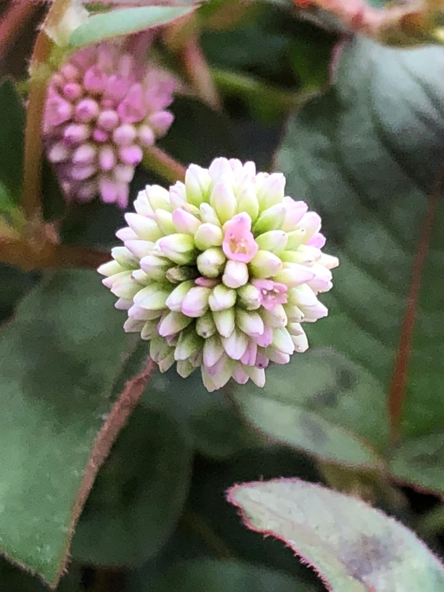 また✨咲いてきました🌸