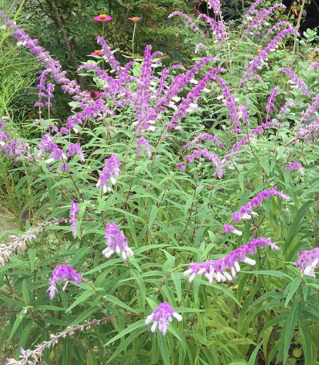 今日の花