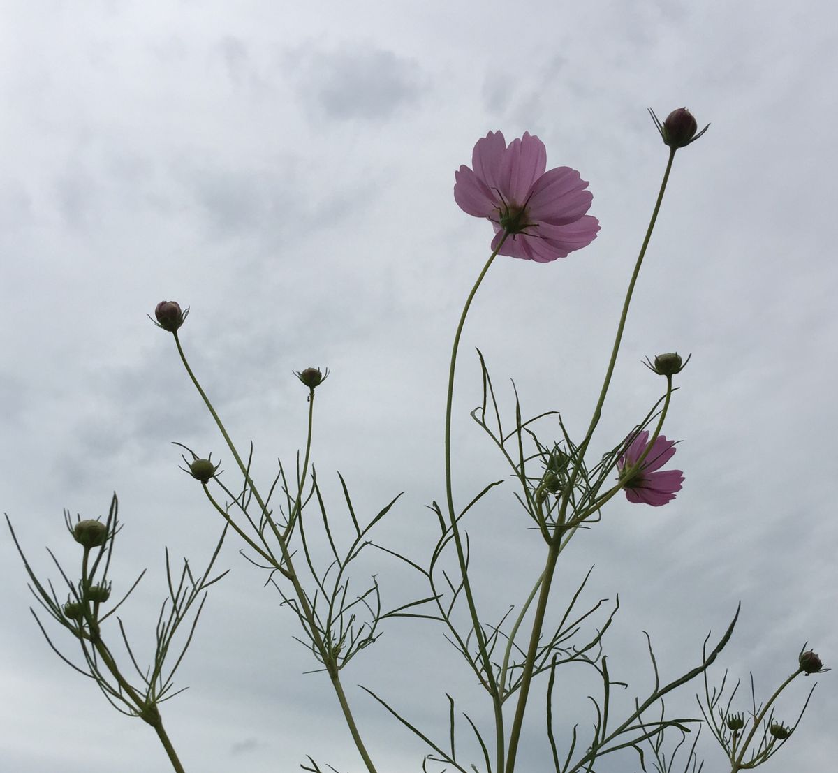 今日の花