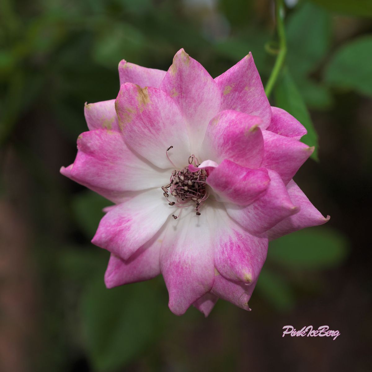 今朝の薔薇