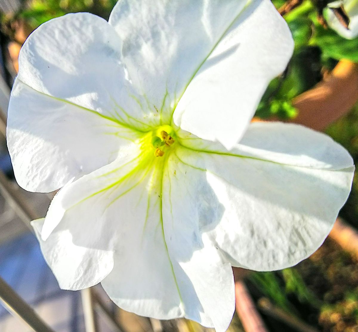 けなげに咲く花💠