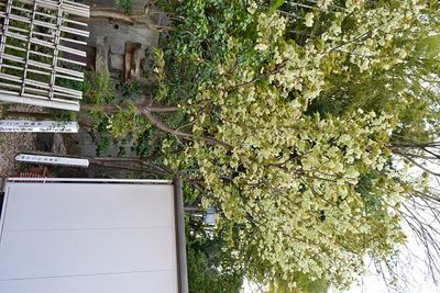 ウコン桜１