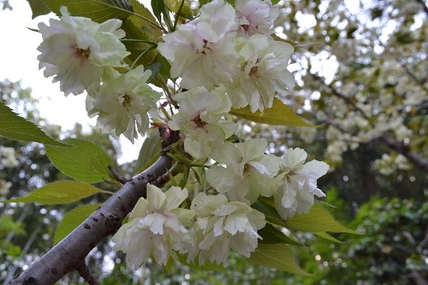 ウコン桜１