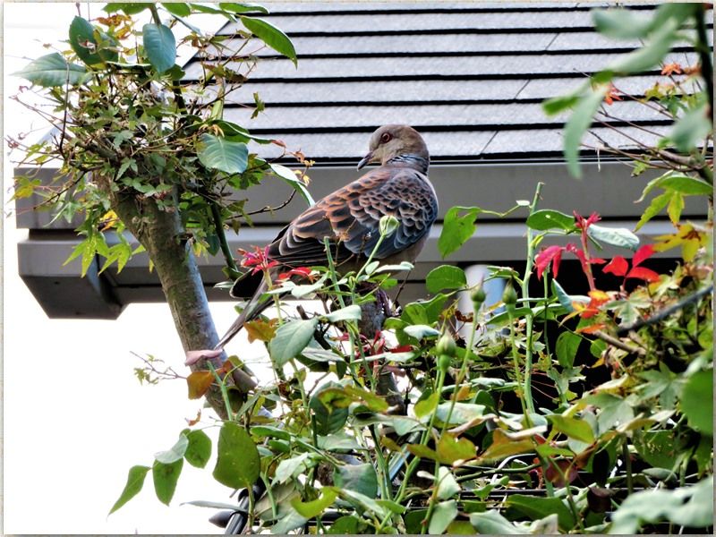 🐦キジバト🐦が飛来