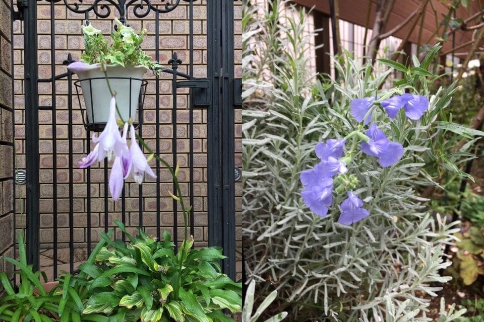 雪割草、夏越ししました