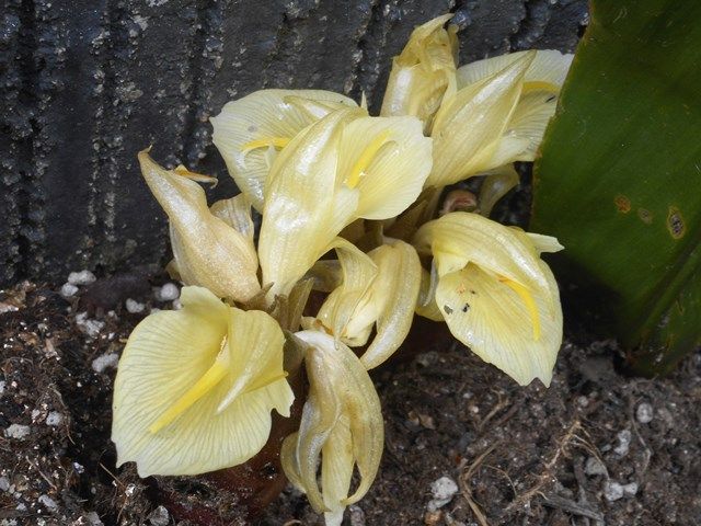 今日の庭より･･･季節の花