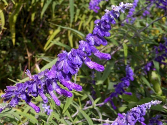 今日の庭より･･･季節の花