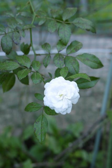 クリロの植え替え頑張ってます。